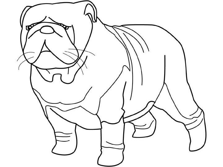 coloriage chien bulldog